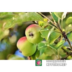 Яблоня "ренет ананас" 