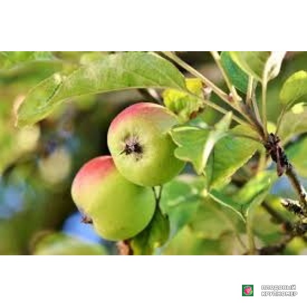 Саженцы Яблоня "ренет ананас"