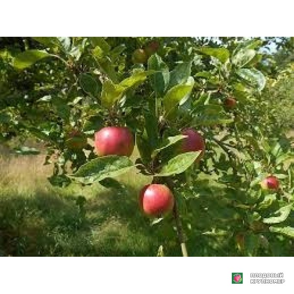 Саженцы Яблоня "ренетта торріана"