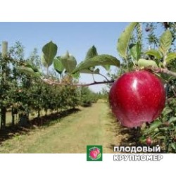 Яблоня "росса кунео" 