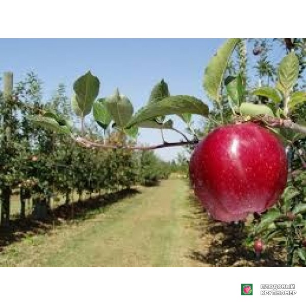 Саженцы Яблоня "росса кунео"