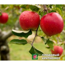 Яблоня "саммаред" 