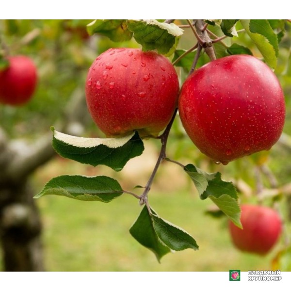 Саженцы Яблоня "саммаред"