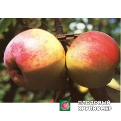 Яблоня "соммерціо" 