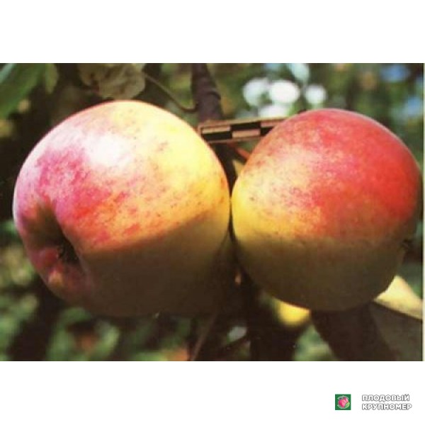 Саженцы Яблоня "соммерціо"