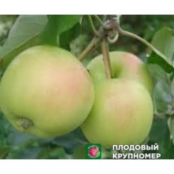 Яблоня "спурджиалло" 