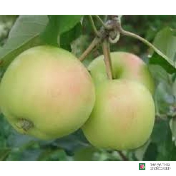 Саженцы Яблоня "спурджиалло"