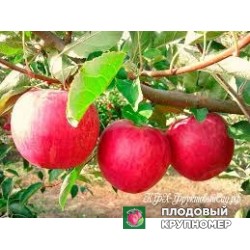 Яблоня "спурроссо" 