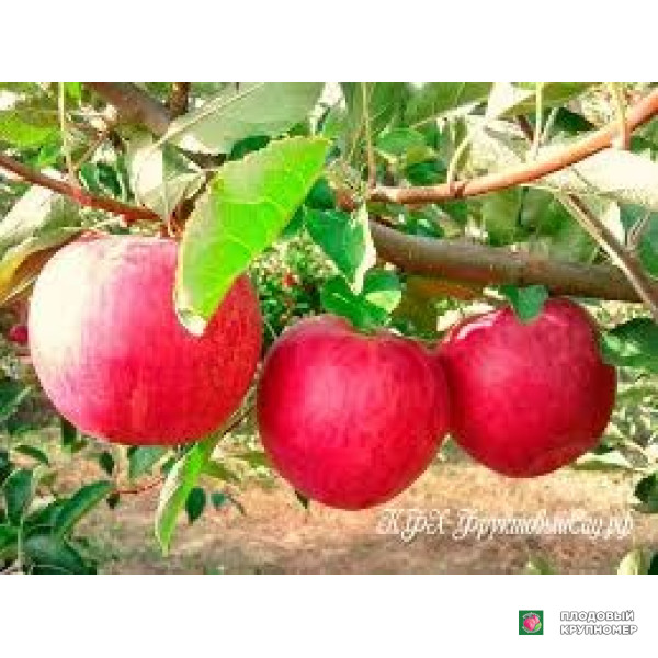 Саженцы Яблоня "спурроссо"