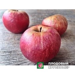 Яблоня "стаймаред" 