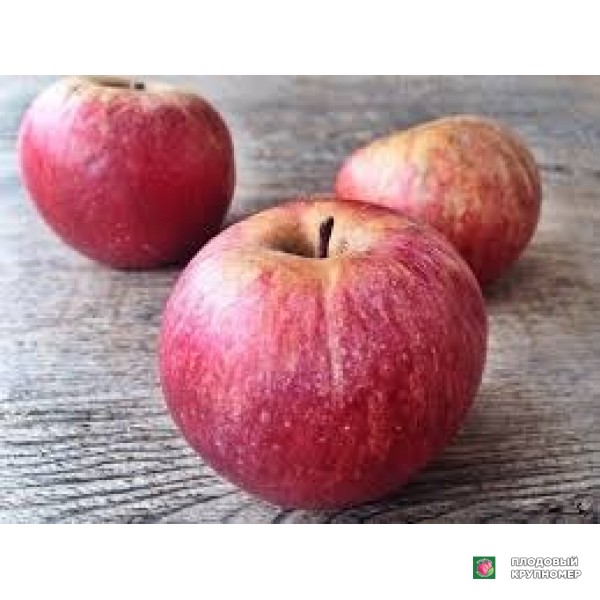 Саженцы Яблоня "стаймаред"