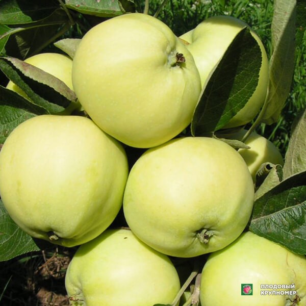 Саженцы Яблуня "білий налив" (літній сорт)