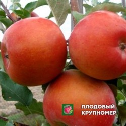 Яблуня "Бені Шогун "(зимові сорти)