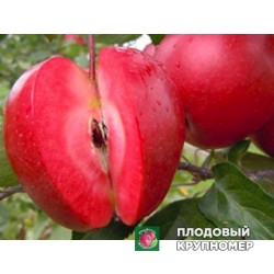 Яблуня "Ера "(зимові сорти)