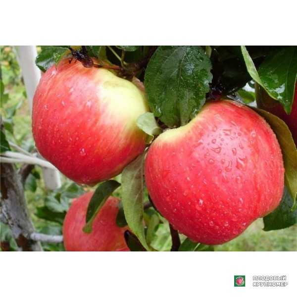 Саженцы Яблуня " Ерлі Женева "(літній сорт)