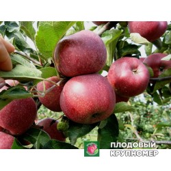 Яблуня " Флоріна "(зимові сорти)