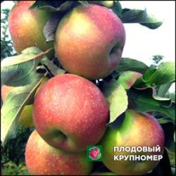 Яблуня "Городищенське "(зимові сорти)