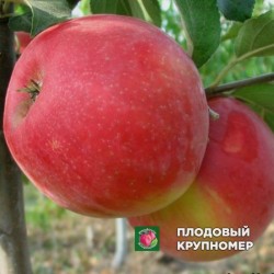 Яблуня " Хоней Крісп "(зимові сорти)