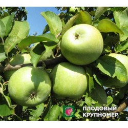 Яблуня "Кальвіль Донецький" (зимові сорти)