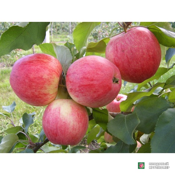 Саженцы Яблуня "Цукеркове" (літній сорт)