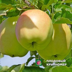 Яблуня "Луна" (зимові сорти)