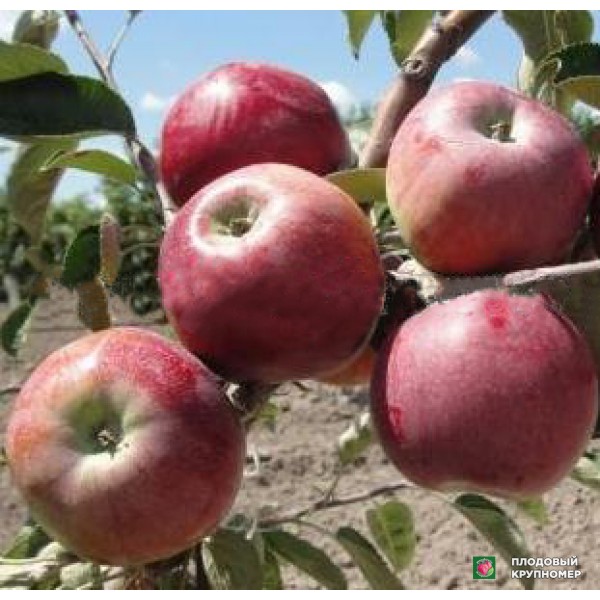 Саженцы Яблуня "Малуша" (літній сорт)