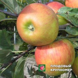 Яблуня "Мавка "(зимові сорти)