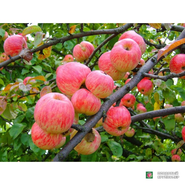 Саженцы Яблуня "Мельба" (літній сорт)