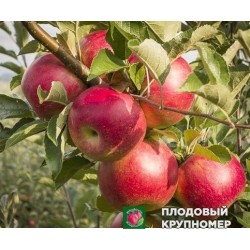 Яблуня "Полум'яне "(зимові сорти)