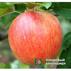 Яблуня " Радогость "(зимові сорти)