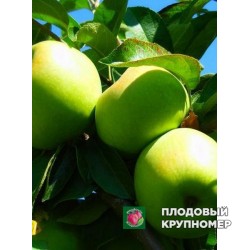 Яблуня " Ренет Мліївський "(зимові сорти)