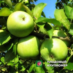 Яблуня " Ренет Симиренко "(зимові сорти)