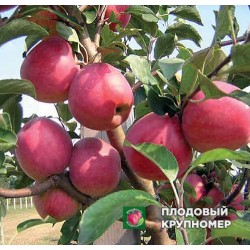 Яблуня " Ревена "(зимові сорти)
