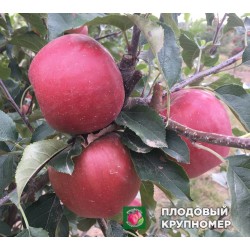 Яблуня " Розелла "(зимові сорти)