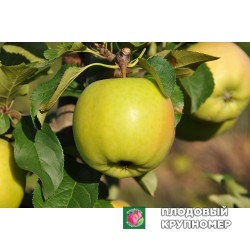 Яблуня "Сіріус "(Осінь 2020)