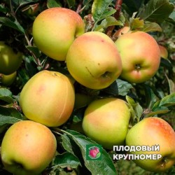 Яблуня " скіфське Золото "(зимові сорти)