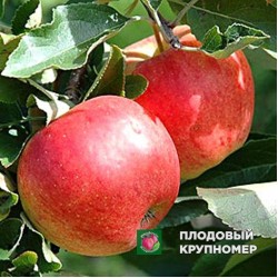 Яблуня "Теремок "(середні сорти)