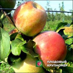 Яблуня "Ювілейне міс" (зимові сорти)
