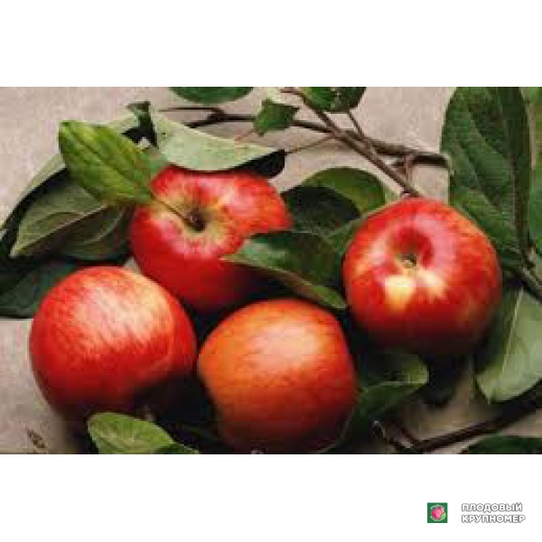 Саженцы Яблуня "Колорит" (літній сорт)