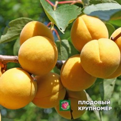 Абрикос "Лунник"