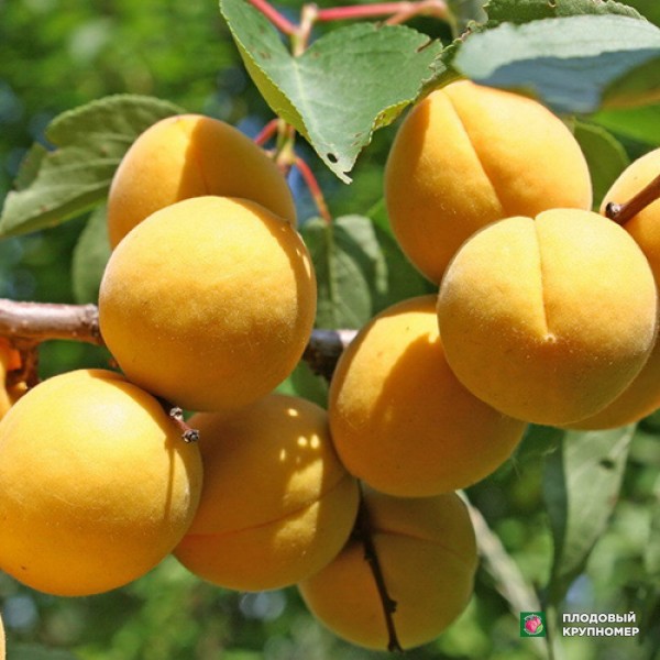 Саженцы Абрикос "Лунник"