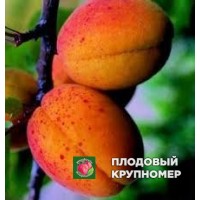 Абрикос "кармен топ" Абрикос "кармен топ"