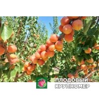 Абрикос "августино" Абрикос "августино"