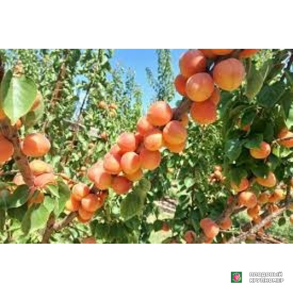 Саженцы Абрикос "августино"
