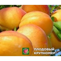 Абрикос "антоніо еррані" Абрикос "антоніо еррані"