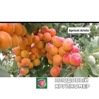 Абрикос "арісто" Абрикос "арісто"
