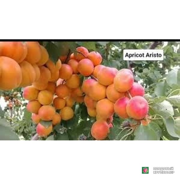 Саженцы Абрикос "арісто"