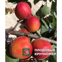 Абрикос "Батістіні вівай" Абрикос "Батістіні вівай"
