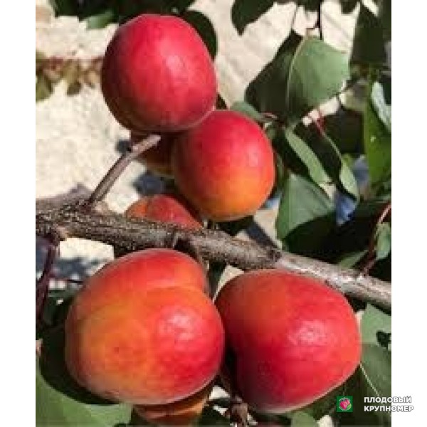 Саженцы Абрикос "Батістіні вівай"