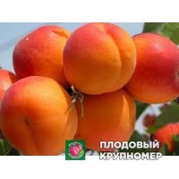 Абрикос "Белла Дімола" Абрикос "Белла Дімола"